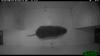 HyperFire 2 Professional Small Mammal Camera