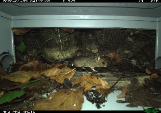 HyperFire2 Professional White Flash Small Mammal Camera
