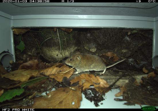 HyperFire2 Professional White Flash Small Mammal Camera